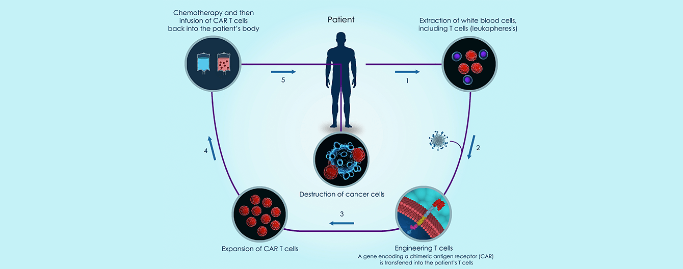 Cycle for the destruction of cancer cells